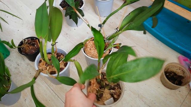 Орхидеи от Ivana Орхина смотреть онлайн