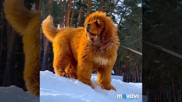 Щенок Тибетского Мастифа - Плутто Бильбао/ Tibetan Mastiff puppy - Plutto Bilbao смотреть онлайн