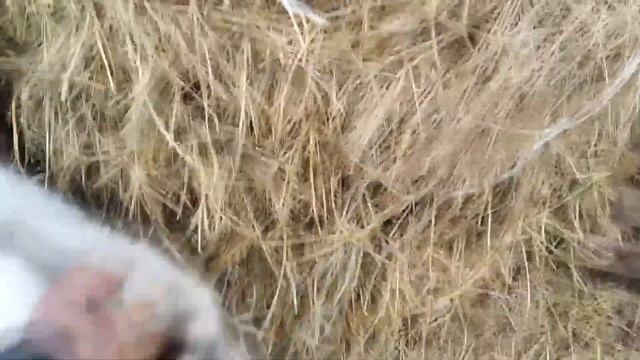 коза две недели до окота