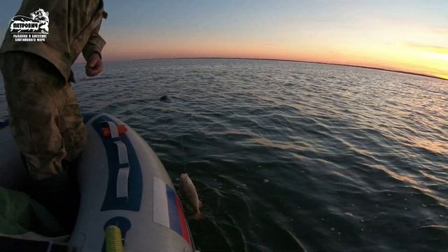 VLOG: Повторим! Угорь. Лещ. Окунь. Калининградский залив. Коллективом. Август 2020. смотреть онлайн