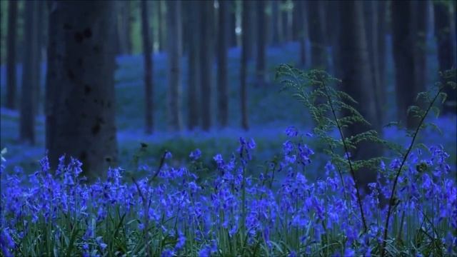 Эдвард Григ ( Edvard Grieg) Утро в лесу смотреть онлайн