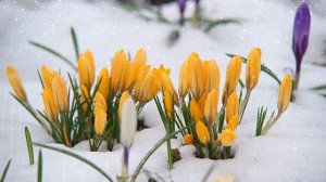 Футаж. Цветы на снегу 52