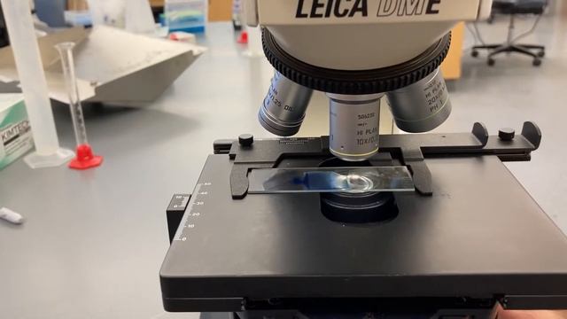 Dr L yeast viability assay microscope use смотреть онлайн