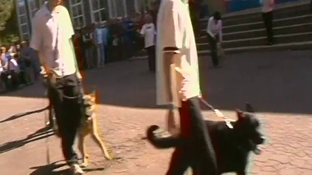 Кане корсо Джаз. Показательное выступление, трюк с велосипедом. смотреть онлайн