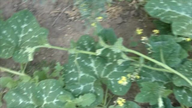 Тыква подружилась с розой Фредерик Мистраль ! ? смотреть онлайн