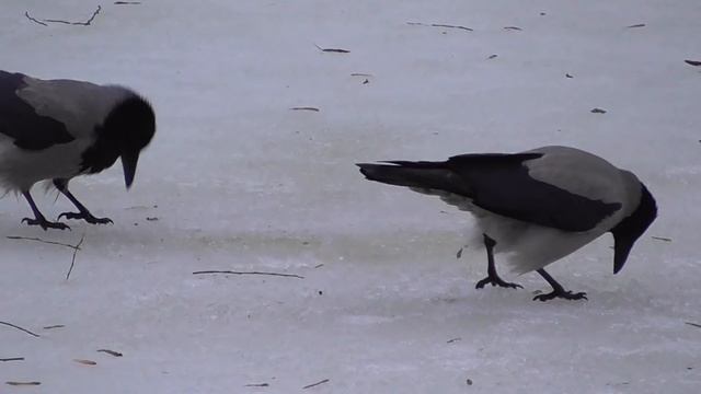 Вороны ловят рыбу! Рыбалка без крючка и удочки! смотреть онлайн