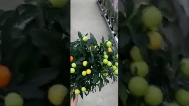 Соланум (паслен) смотреть онлайн