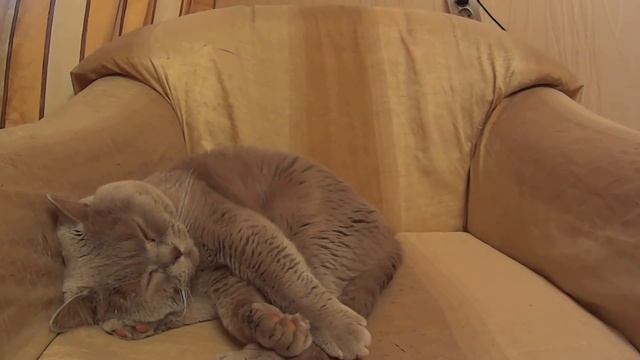 О Тимофее и ветврачах... смотреть онлайн