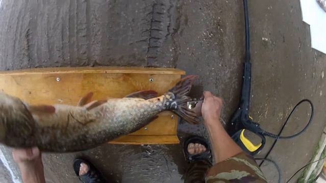 Чистим рыбу керхером смотреть онлайн