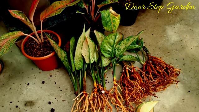 Heng Heng Aglaonema Cultivation II Heng Heng Multiply II @DoorStepGarden