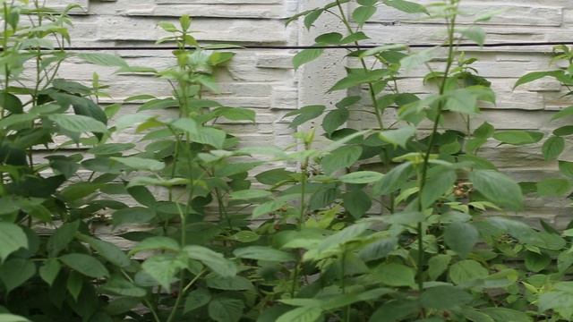 Что делать, чтобы малина плодоносила весь сезон - с июня по октябрь. Посадка, уход и обрезка малины смотреть онлайн