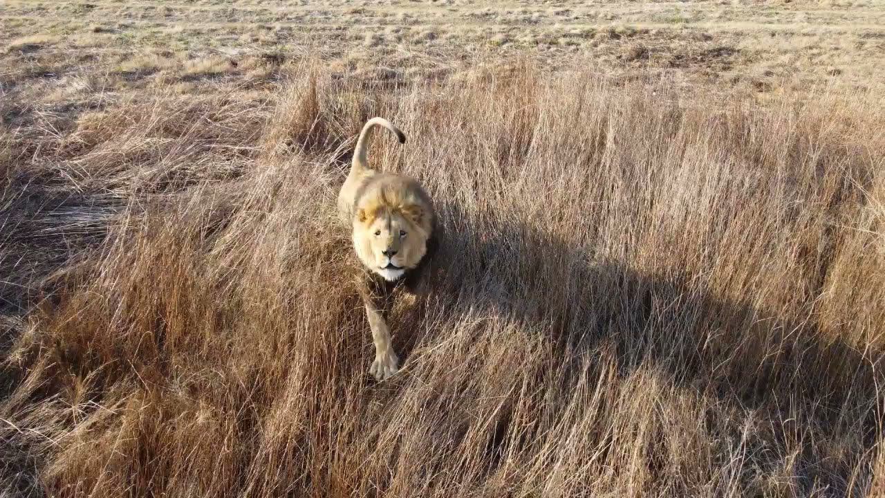 Лев напал на дрон!!! смотреть онлайн