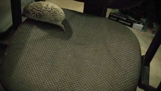How to Handle & Tame a mean / aggressive / scared hedgehog смотреть онлайн