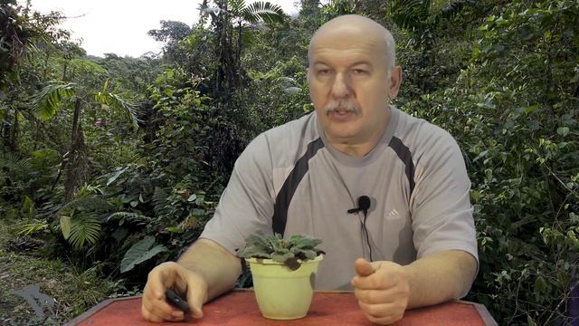 Насекомые. Перуанские палочники - Peruphasma shultei. Содержание. смотреть онлайн