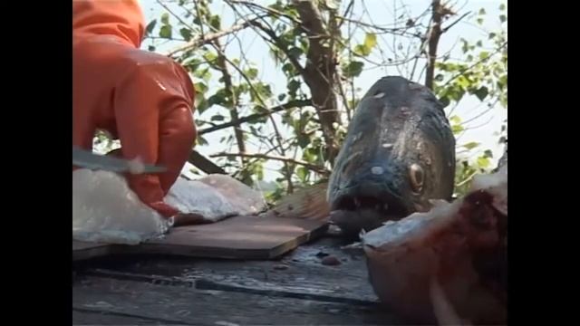 Астраханская область , Харабалинский район, ерик Банный, Алимовский Плёс. смотреть онлайн