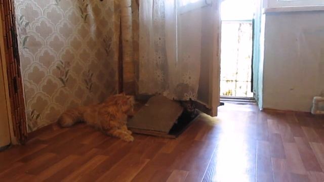 Ёлка Аргун К видео.mp4