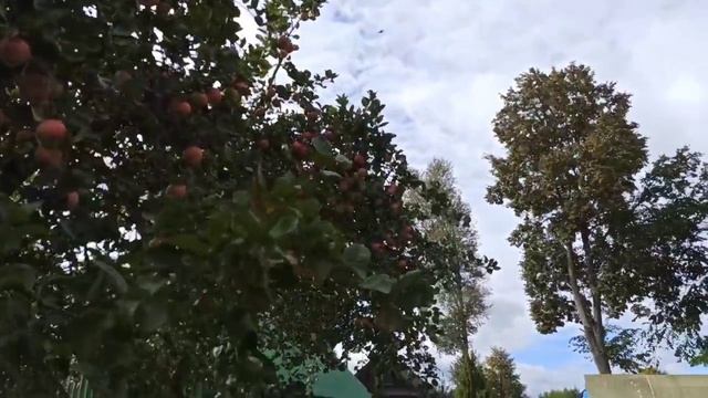 Засосало мещанское Болото ? Получаю удовольствие! Лес/ Грибы/ Хозяйство. смотреть онлайн