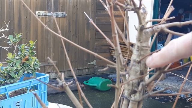 Acer Campestre Fusion Bonsai 8 смотреть онлайн