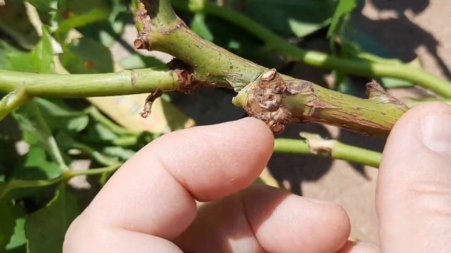 Обрезка розы НИНА/NINA. Разные виды обрезки роз. Черенкование роз после первого цветения. 02.07.202 смотреть онлайн