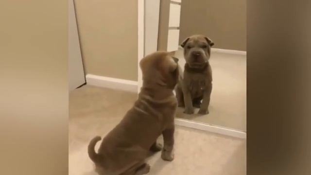 СМЕШНЫЕ КОТЫ И ДРУГИЕ ЖИВОТНЫЕ 2018