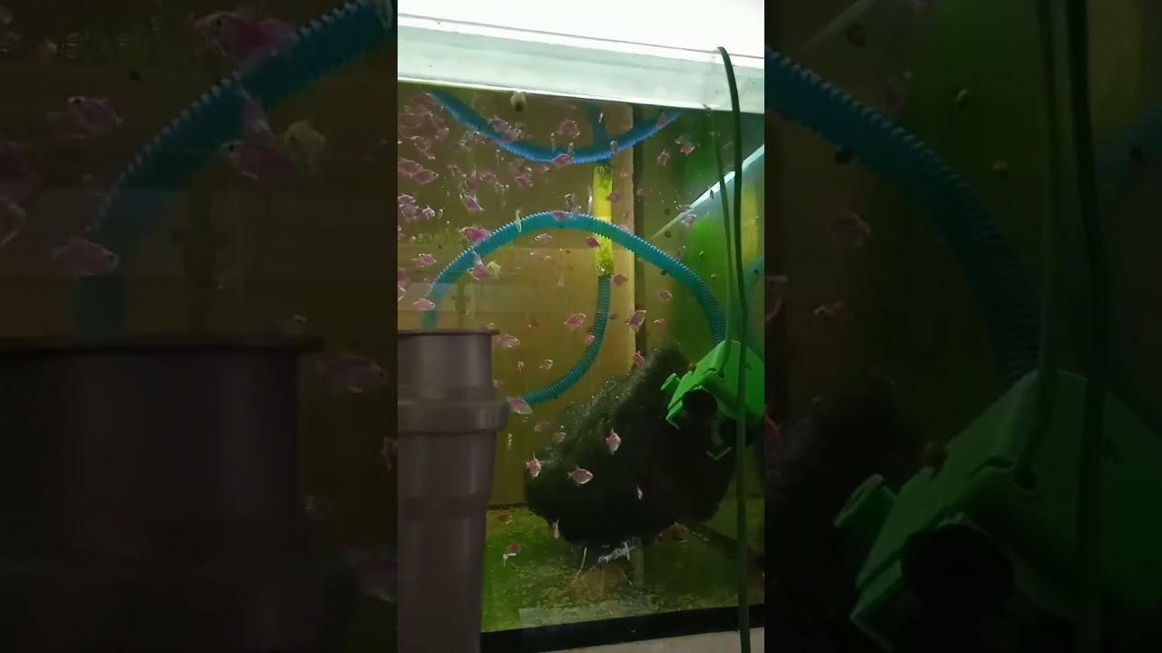 Тернеция Глофиш ежевика #shorts #aquarium #аквариум #аквариумныерыбки #разводня смотреть онлайн