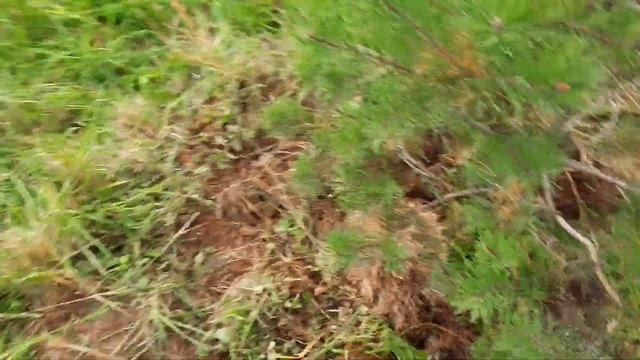 Принцип пересадки взрослых деревьев на примере небольшой сосны смотреть онлайн