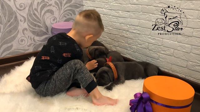 ЩЕНКИ КАНЕ КОРСО 🥰 смотреть онлайн