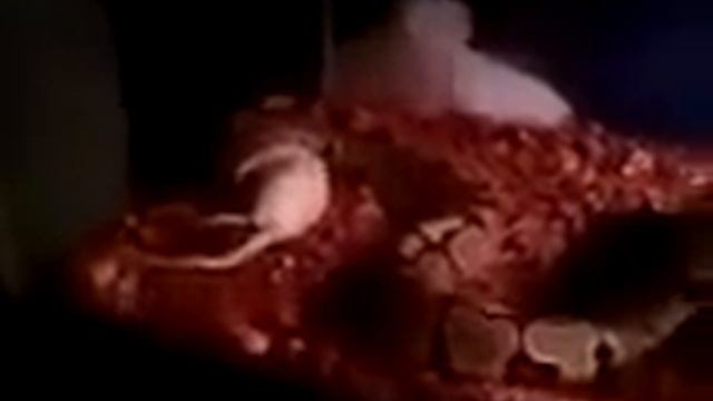 Baby Ball Python Feeding смотреть онлайн