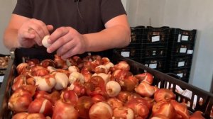 Выгонка тюльпанов. Видеоуроки, обучение.