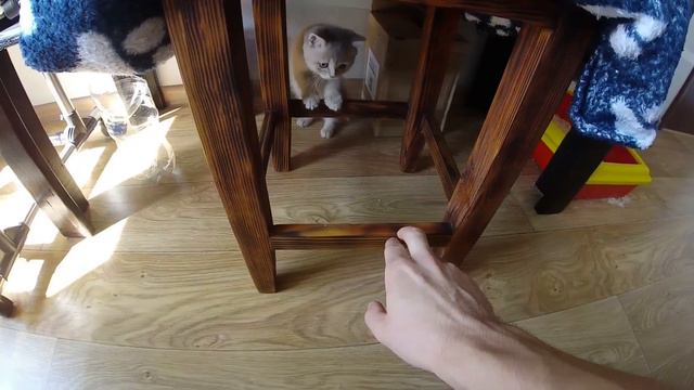 Котёнок Насмехается Надо Мной | My Fun Pets смотреть онлайн