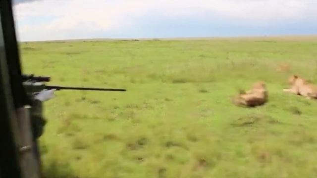 Герои природы: Спасение львицы в самый тяжёлый момент смотреть онлайн