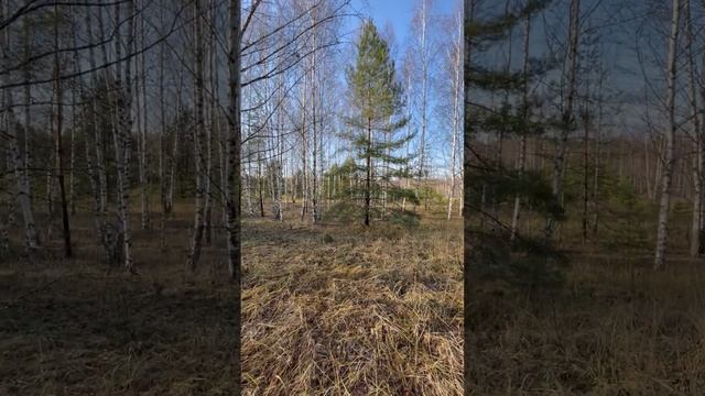 Участок 12 соток №1751 Посёлок Бор / Село Сельская Маза на берегу Волги, Нижегородская область ИЖС смотреть онлайн