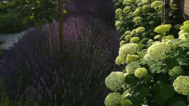 #Гортензия в ландшафтном дизайне Купить саженцы гортензии. смотреть онлайн