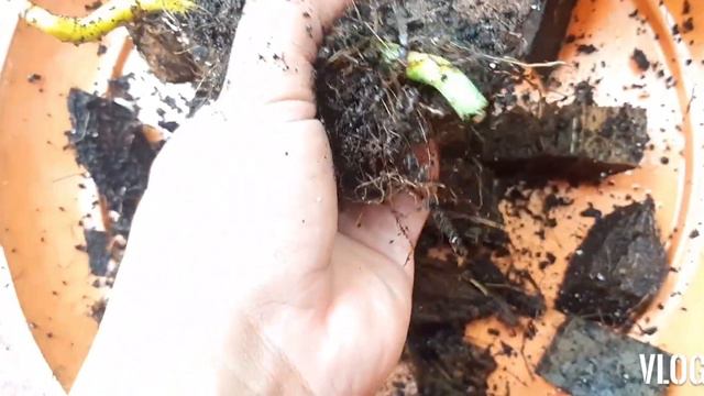 Philodendron Subhastatum Propagation & Care смотреть онлайн