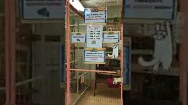 Выставка кошек+борзая обезьяна смотреть онлайн