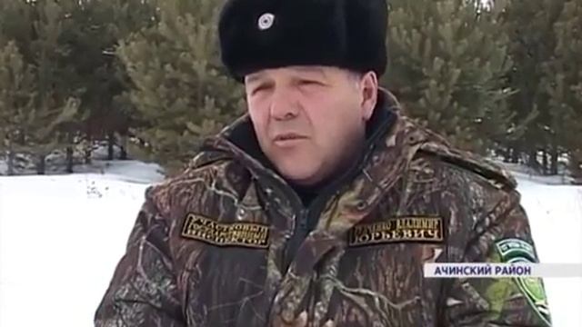 Под Ачинском лосей пересчитали с вертолета смотреть онлайн