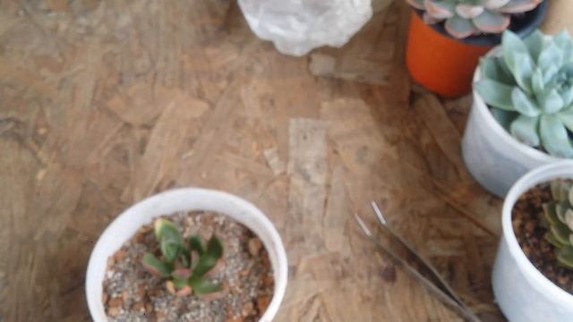 || HOW TO REPOT A PREVIOUSLY OVERWATERED SUCCULENT || смотреть онлайн