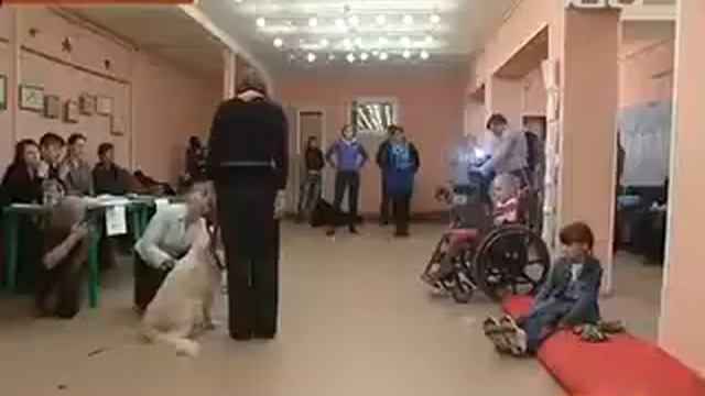 голден ретривер Елизар и бернский зенненхунд Айк.тестирование собак терапевтов смотреть онлайн