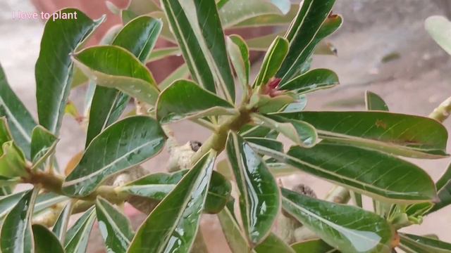 Adenium January Care | I love to plant смотреть онлайн