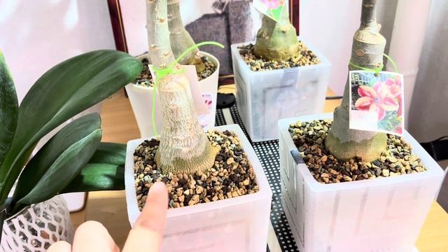 Мой уход, полив и адаптация в Лейчузе ??#лейчуза#полив#адаптация смотреть онлайн