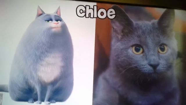 Тайная жизнь домашних животных в реальной жизни смотреть онлайн