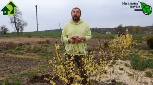 ПРОСТОЙ КУСОК МЫЛА ВМЕСТО ДОРОГОЙ ХИМИИ. Как использовать мыло в саду и огороде. Щадящие методы.