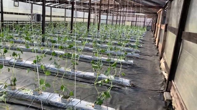 Посадили 2 теплицу. Посеяли семена на 3-4 теплицу.Огурец Седрик, огурец Северин F1.Гидропоника. смотреть онлайн