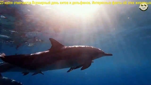 23 июля отмечается Всемирный день китов и дельфинов World Whale and Dolphin Day смотреть онлайн