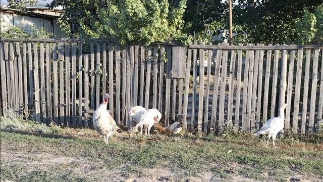 Обыкновенная индейка