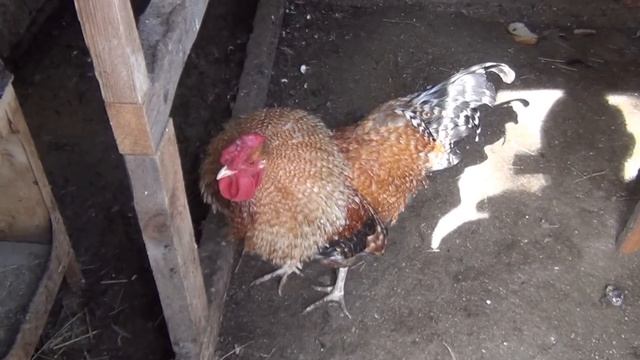 20130410 Петух, дерется! смотреть онлайн