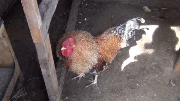 20130410 Петух, дерется!