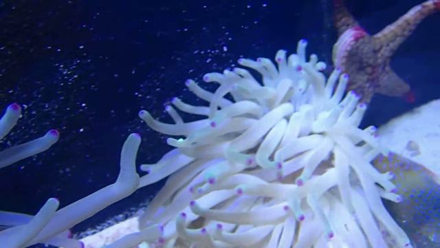 Sebae Anemone смотреть онлайн