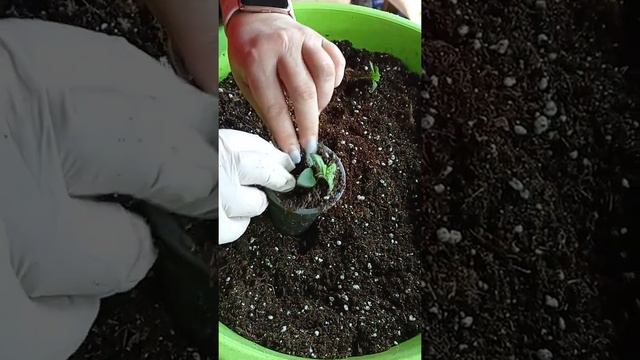укорененные черенки. перевалка в питательный грунт смотреть онлайн