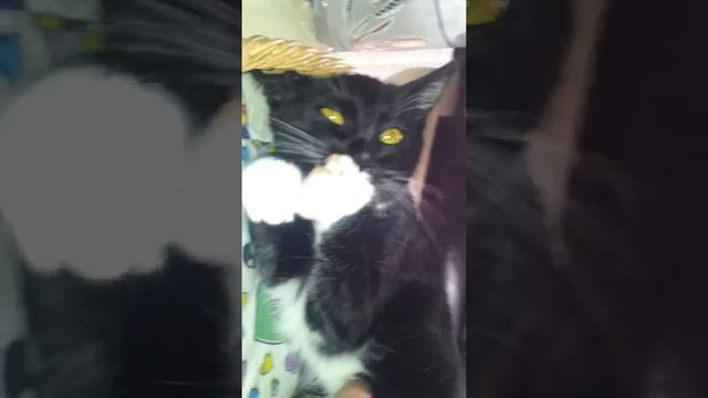Смешная кошка смотреть онлайн